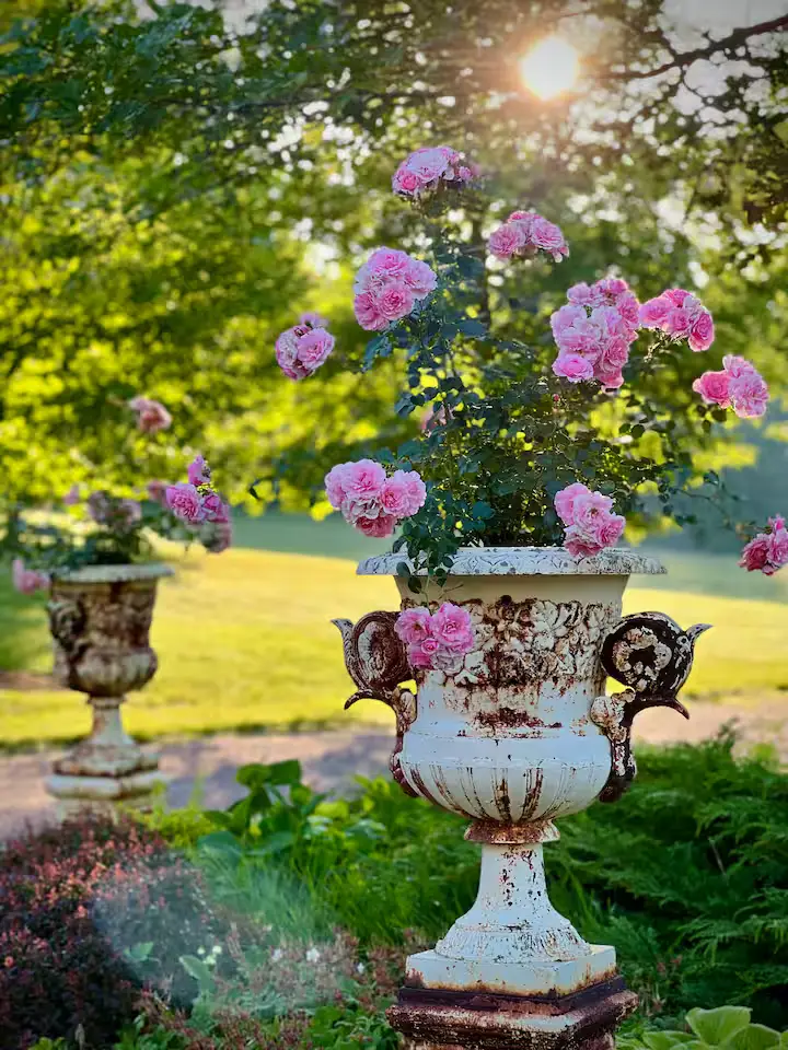Close-up of another vintage, rustic white iron or stone urn planter overflowing with soft pink roses. A green lawn and another planter are blurred in the background. [Season: Summer] [Lighting: Warm, sunny daylight] [Content: Rose planter, white urn, pink roses, garden details]